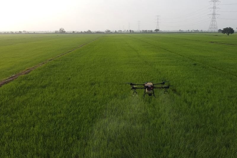 Dron pertanian terbang di atas sawah padi yang menghijau di Malaysia