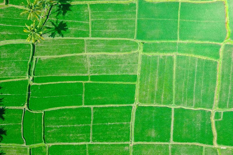 Pandangan udara petak sawah padi hijau yang dipisahkan batas sempit