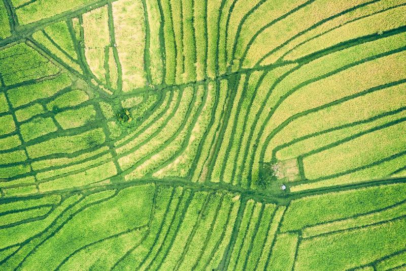 Foto udara petak sawah melengkung dalam pelbagai warna hijau